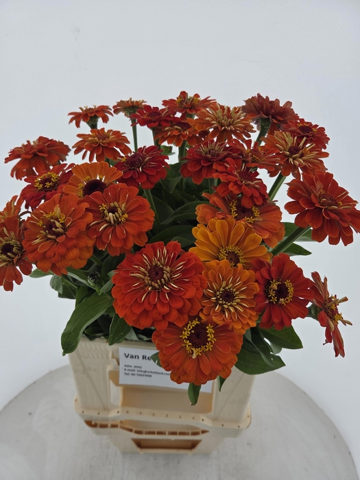 <h4>ZINNIA ELEGANS ORANGE</h4>