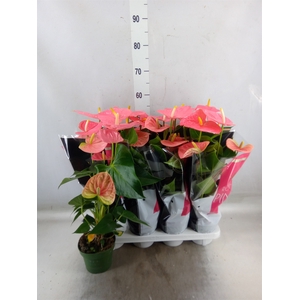 Anthurium andr. 'Colorado'