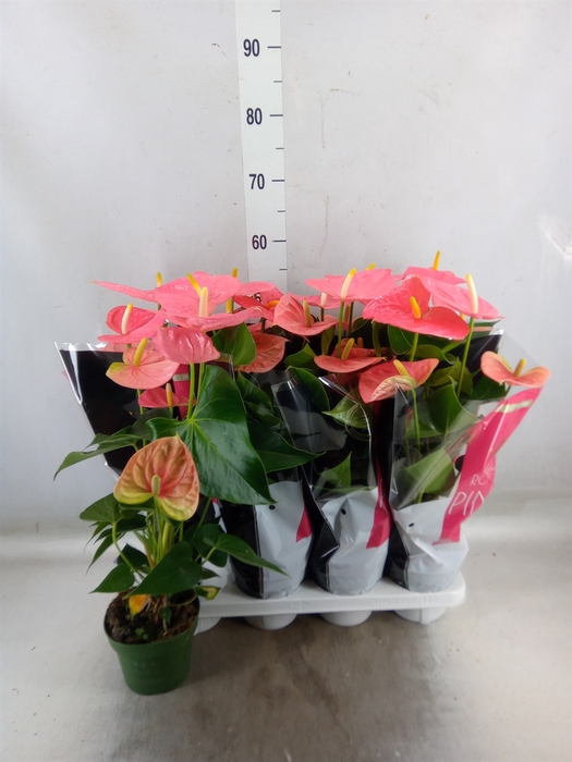 <h4>Anthurium andr. 'Colorado'</h4>