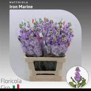 MATTH IRON MARINE