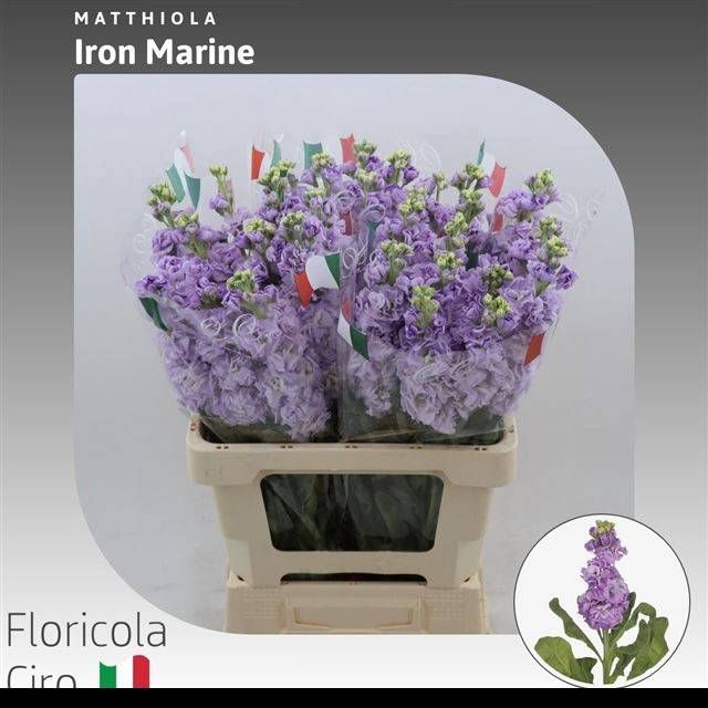 <h4>MATTH IRON MARINE</h4>