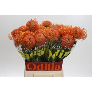 Nutans Ayoba Orange Zest