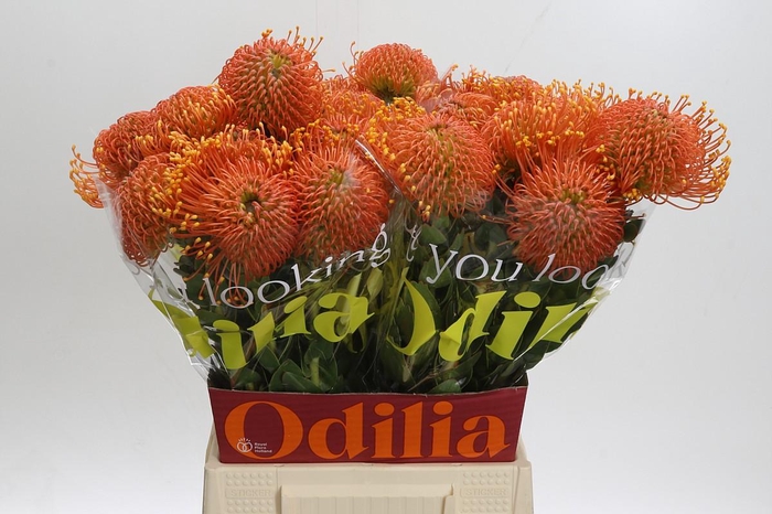 Nutans Ayoba Orange Zest