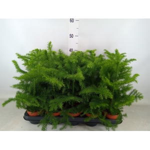 Araucaria heterophylla