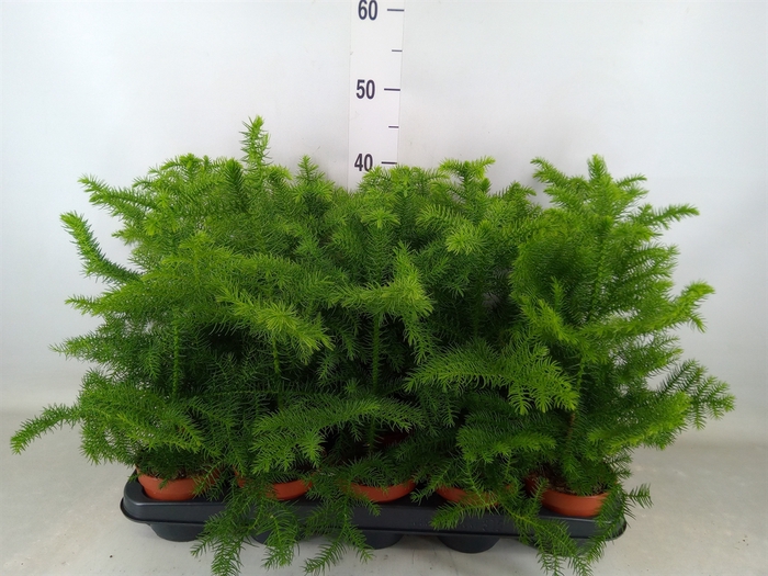 <h4>Araucaria heterophylla</h4>