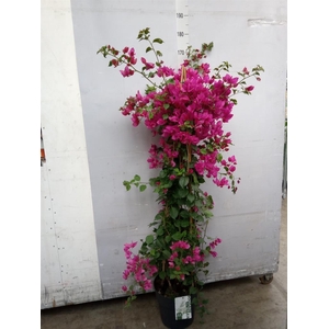 Bougainvillea  'Sanderiana'