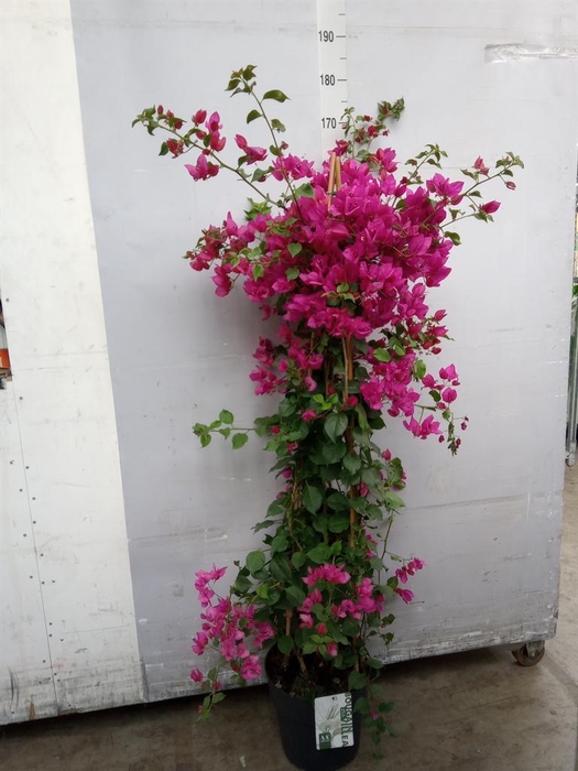 <h4>Bougainvillea  'Sanderiana'</h4>