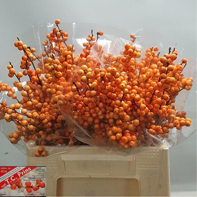 <h4>ILEX VE WINTER GOLD</h4>