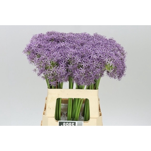 Allium Violet Beauty