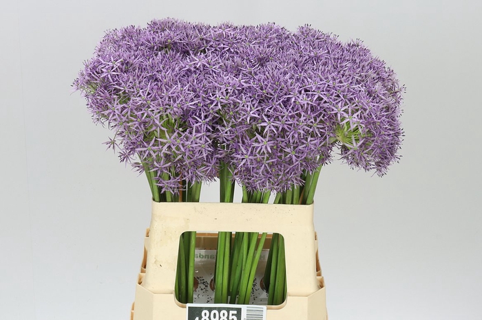 <h4>Allium Violet Beauty</h4>