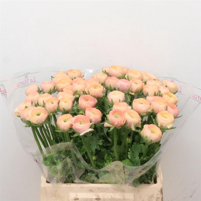 <h4>Ran Aazur Salmon N L</h4>