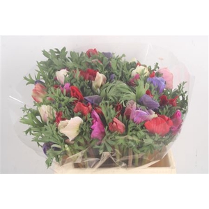 Anemone Mistral Mixed