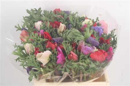 <h4>Anemone Mistral Mixed</h4>