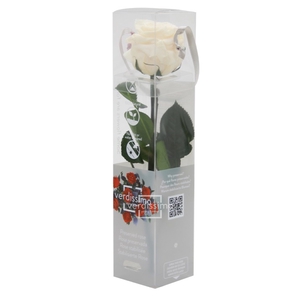 Roos op steel mini 27,5cm Champagne