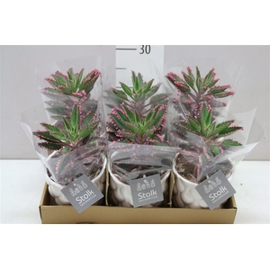 Kalanchoe Pink Special Wit Keramiek