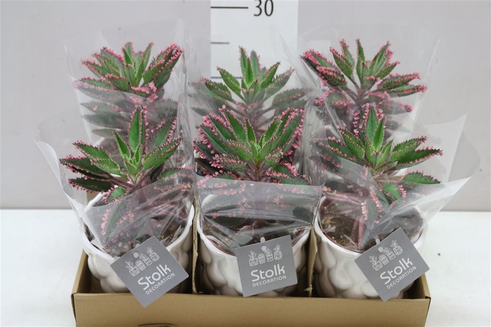 <h4>Kalanchoe Pink Special Wit Keramiek</h4>