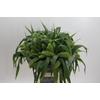 Setaria Italica Volle Melk