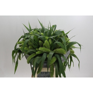 Setaria Italica Volle Melk