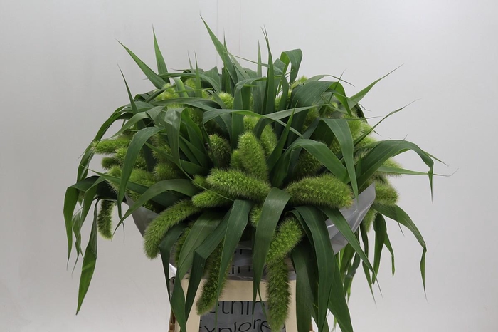 <h4>Setaria Italica Volle Melk</h4>