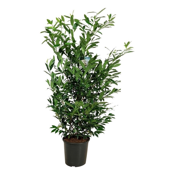 <h4>Prunus laur. 'Herbergii'</h4>