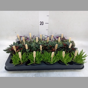Planten  ..mix