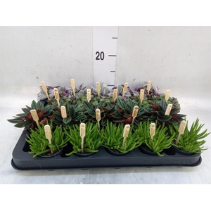 Planten  ..mix