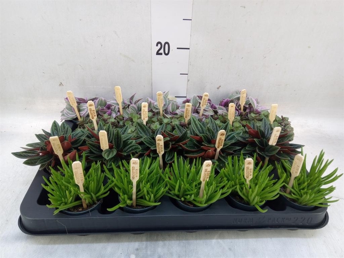 Planten  ..mix