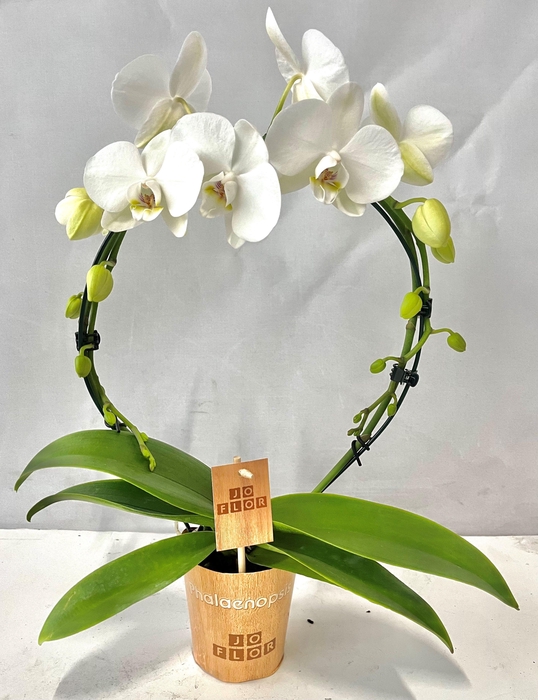 <h4>boog 9cm wit</h4>