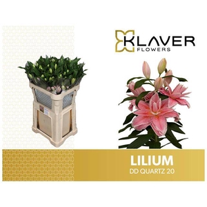 LI OR DU DD QUARTZ 3KP