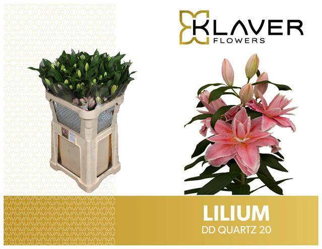 <h4>LI OR DU DD QUARTZ 3KP</h4>