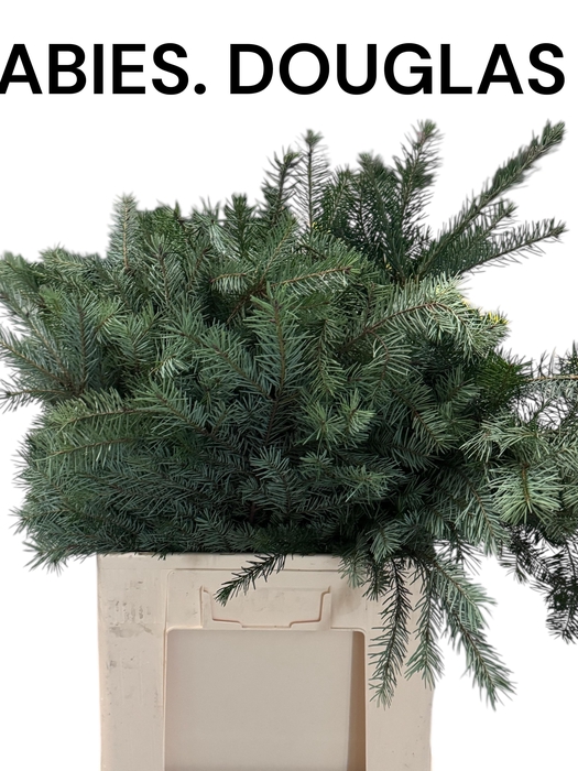 <h4>ABIES NOB GROEN BS</h4>
