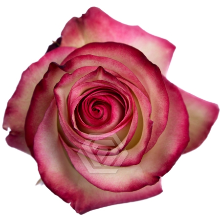 <h4>R GR PALOMA Tessa</h4>