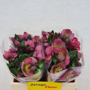 HELL FRK PENNYS PINK