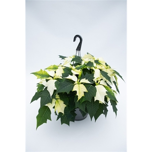 Euphorbia pulcherrima hangpot wit