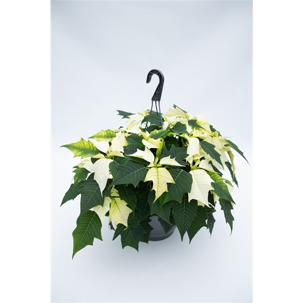 <h4>Euphorbia pulcherrima hangpot wit</h4>