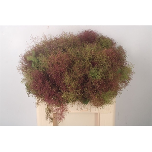 Cotinus C Young Lady De