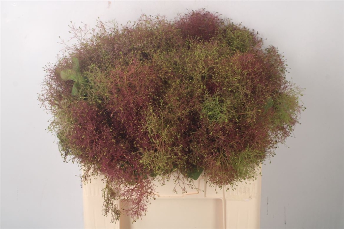 <h4>Cotinus C Young Lady De</h4>