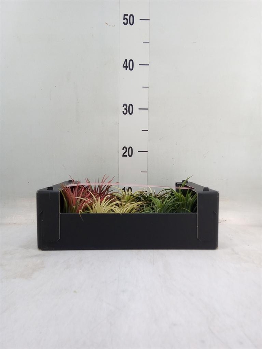 <h4>Tillandsia ionantha</h4>