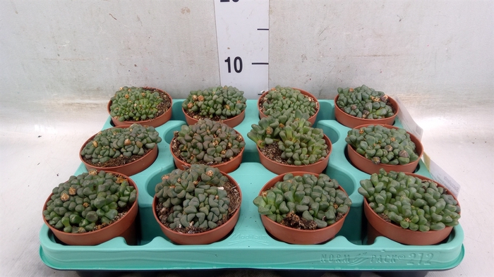 <h4>Succulents   ...</h4>