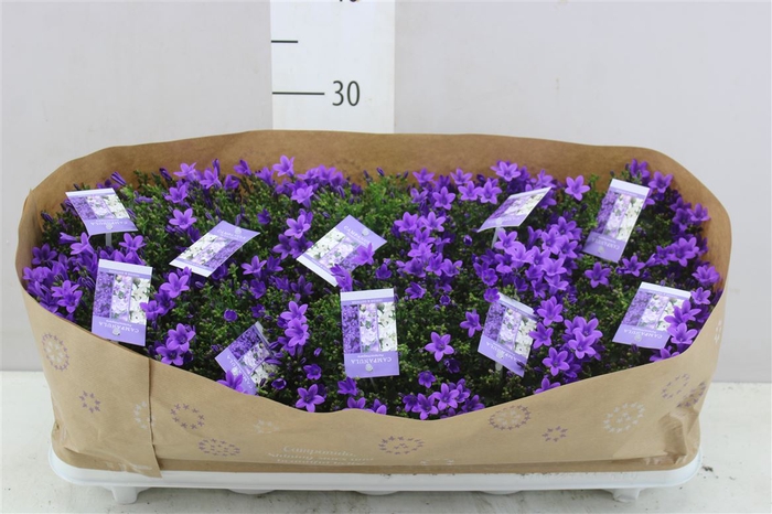 <h4>Campanula Port Lavender</h4>