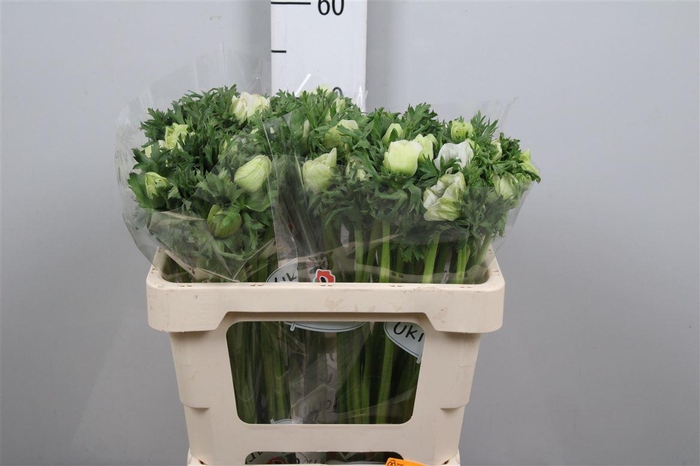 <h4>Anem Co Galil Wit</h4>