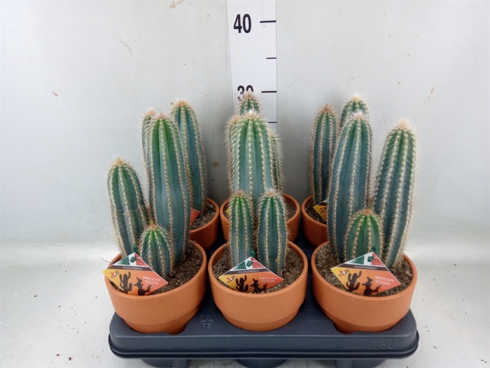 <h4>Cactus   ...</h4>