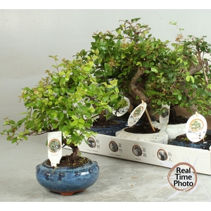 BONSAI GEM