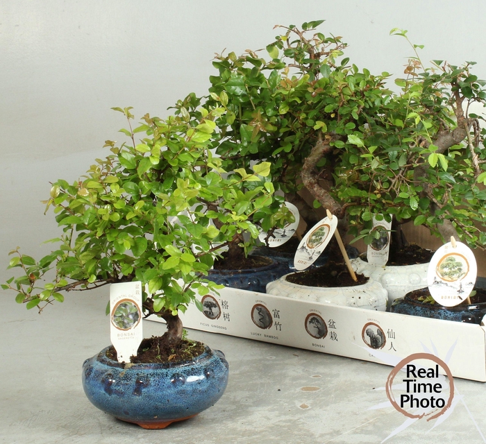 <h4>BONSAI GEM</h4>