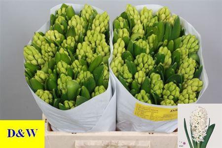 <h4>Hyac Antarctica</h4>