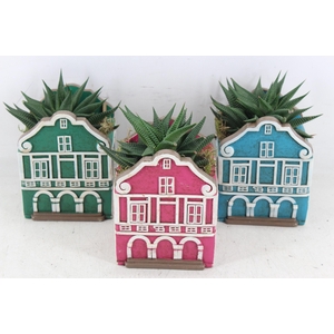 arr3 SN - Casa caribbean groot x6 succ.
