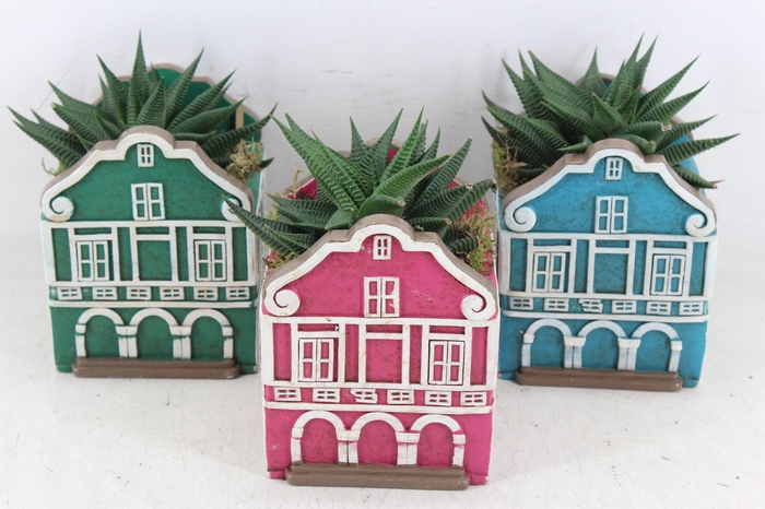 <h4>arr3 SN - Casa caribbean groot x6 succ.</h4>