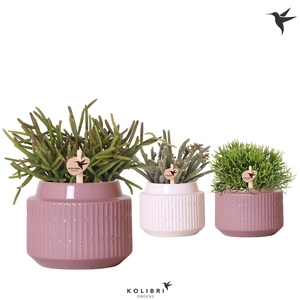 Kolibri Greens Rhipsalis mix in Maze pot mix