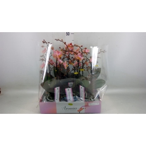 Phalaenopsis multi.   ...rose