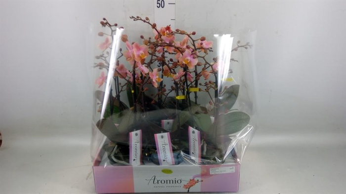 <h4>Phalaenopsis multi.   ...rose</h4>